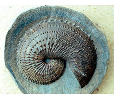 Fossil ammonite preserved in rock, with visible suture lines and tubercles
