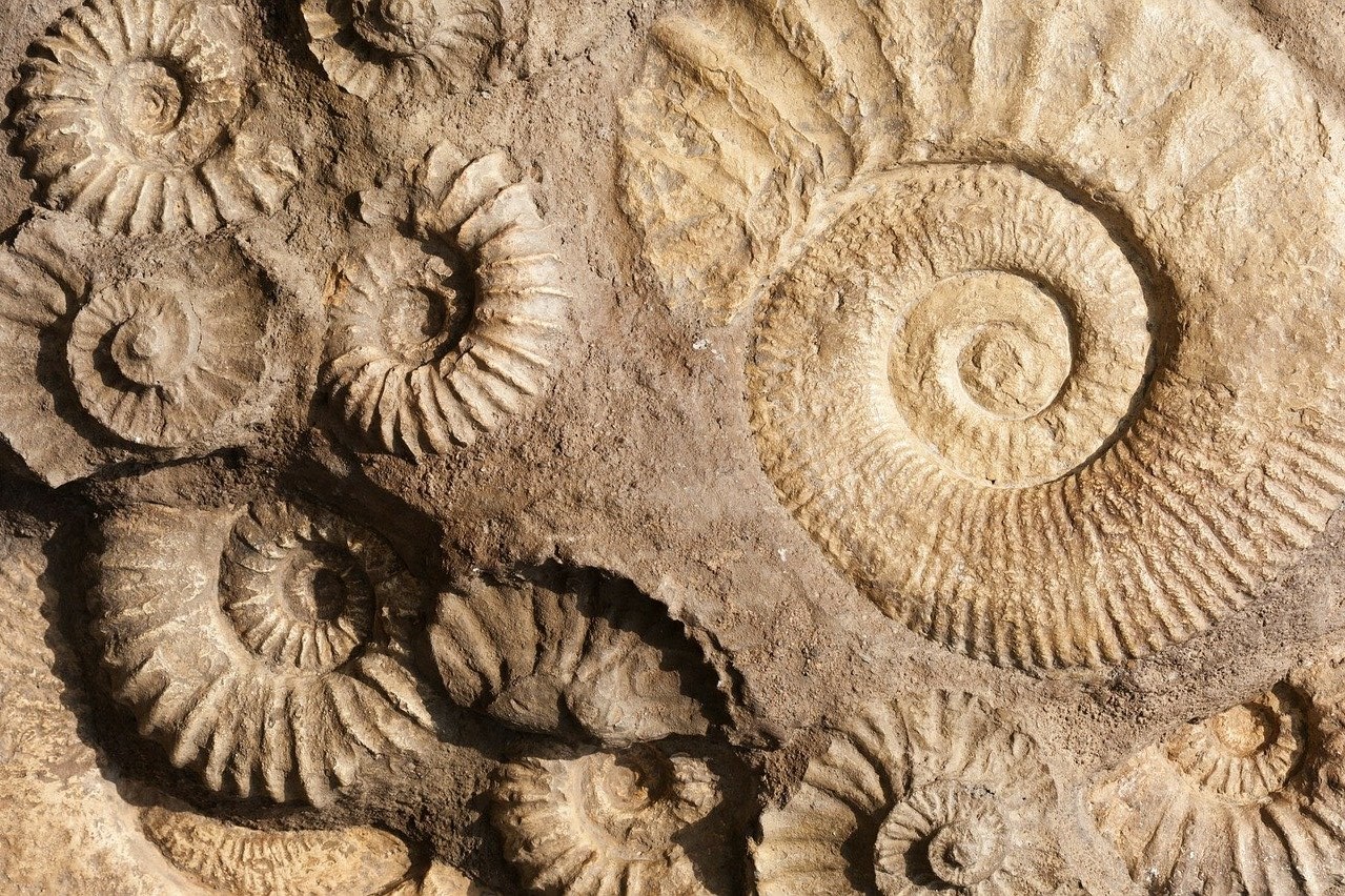 What is a fossil? | The Learning Zone