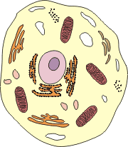 Animal cell illustration with cell organelles