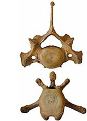 Two animal vertebrae on white background