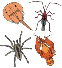 Illustration showing four different groups of arthropods 