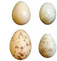 A set of bird eggs of different sizes on white background