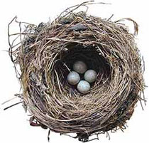 Image of a bird's nest with four eggs on white background