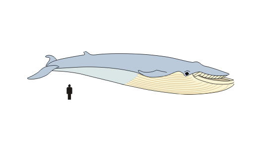 Blue whale and human illustration comparison