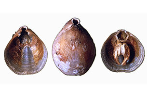 Three brachiopod shells, with visible inner and outher layers