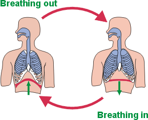 breathing illustration