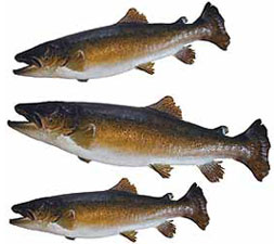 Three brown trout specimens on white background