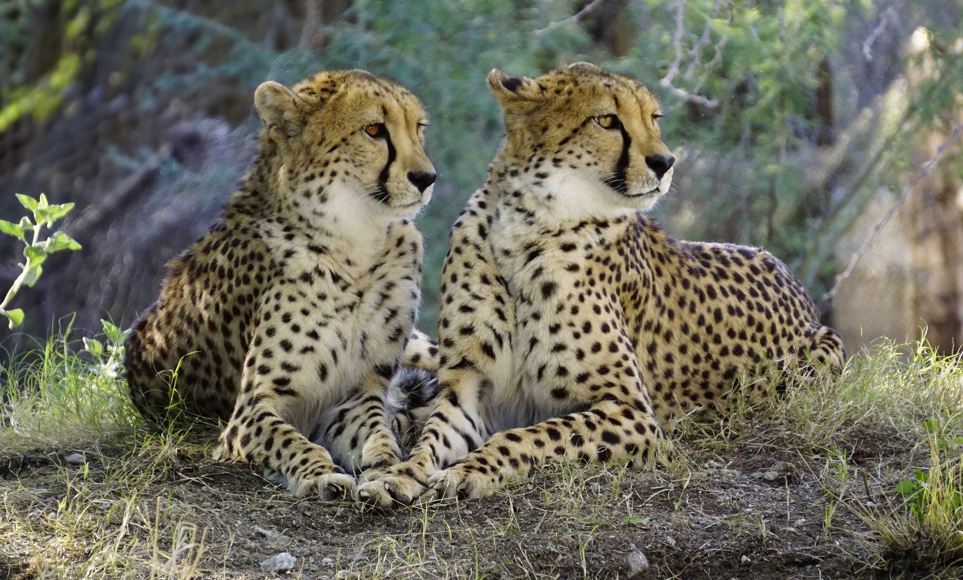 Two cheetah lying on grass