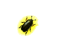 Coleoptera | The Learning Zone