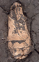 Coprolite specimen preserved in mudstone
