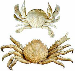 Two crab specimens on white background