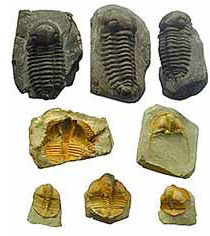 A set of preserved trilobite fossils on white background