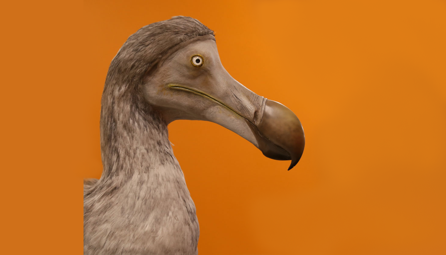 Facts about the dodo