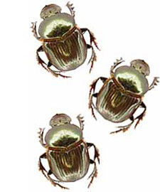 Three dung beetles on white background