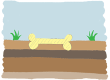 Illustration of soil ground layers with buried fossil bone