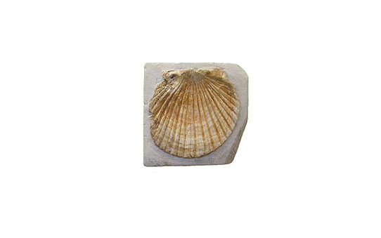 Fossil bivalve preserved in stone