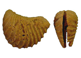 Dorsal and lateral view of two fossil bivalves