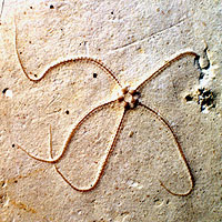 Fossil brittle star preserved in sandstone