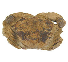 Fossil crab on white bakground