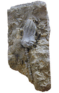 Fossil crinoid preserved in rock