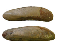 Two shells of date mussels