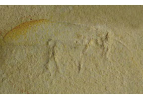 Fossil flea preserved in sandstone