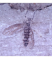 Fossil fly preserved in rock