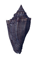 Biconic shape of a fossil gastropod shell