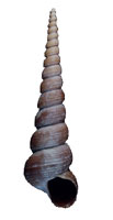 Turriform shape of a fossil gastropod shell
