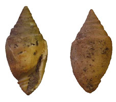 Two ovate- shaped fossil gastropod shells
