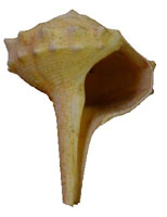 Sub-pryform shape of a fossil gastropod