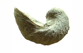 Fossil shell of the mollusc Gryphaea on white background