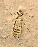 Fossil insect preserved in sandstone