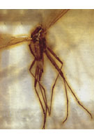 Fossil insect preserved in amber