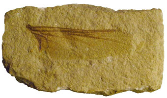 Fossil insect's wing preserved in sandstone