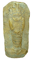 Fossil lobster preserved in sandstone