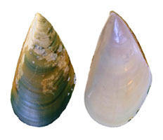 Internal and external view of two fossil mussels shells