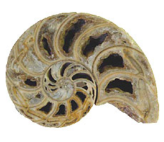  A fossil nautiloid which has been cut in half to show its inner chambers