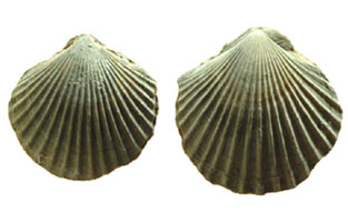 Outer shells of two fossil scallops