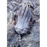 Fossil sea lilly preserved in rock