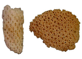 Two fossilised sponges on white background