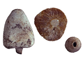 Three fossilised sponges on white background