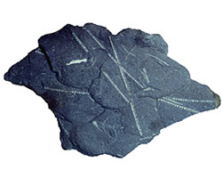 Fossil graptolites fossils preserved in rock