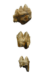A group of fossil teeth of a hippopotamus 