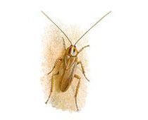 illustration Blattodea