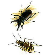 Illustration Coleoptera