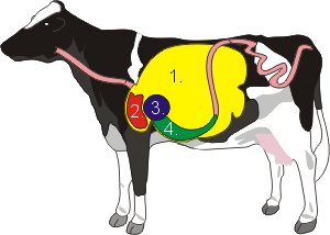 illustration of cow with visible four stomachs