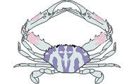 Illustration of crab on white background