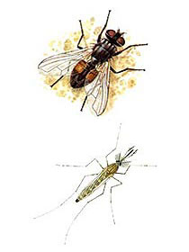 illustration Diptera