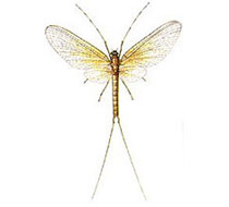 illustration Ephemeroptera